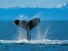 OceanShop / ОкеанШоп