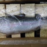Форель тушка см без голови 2-3 кг. Перу. 1310689803 фото